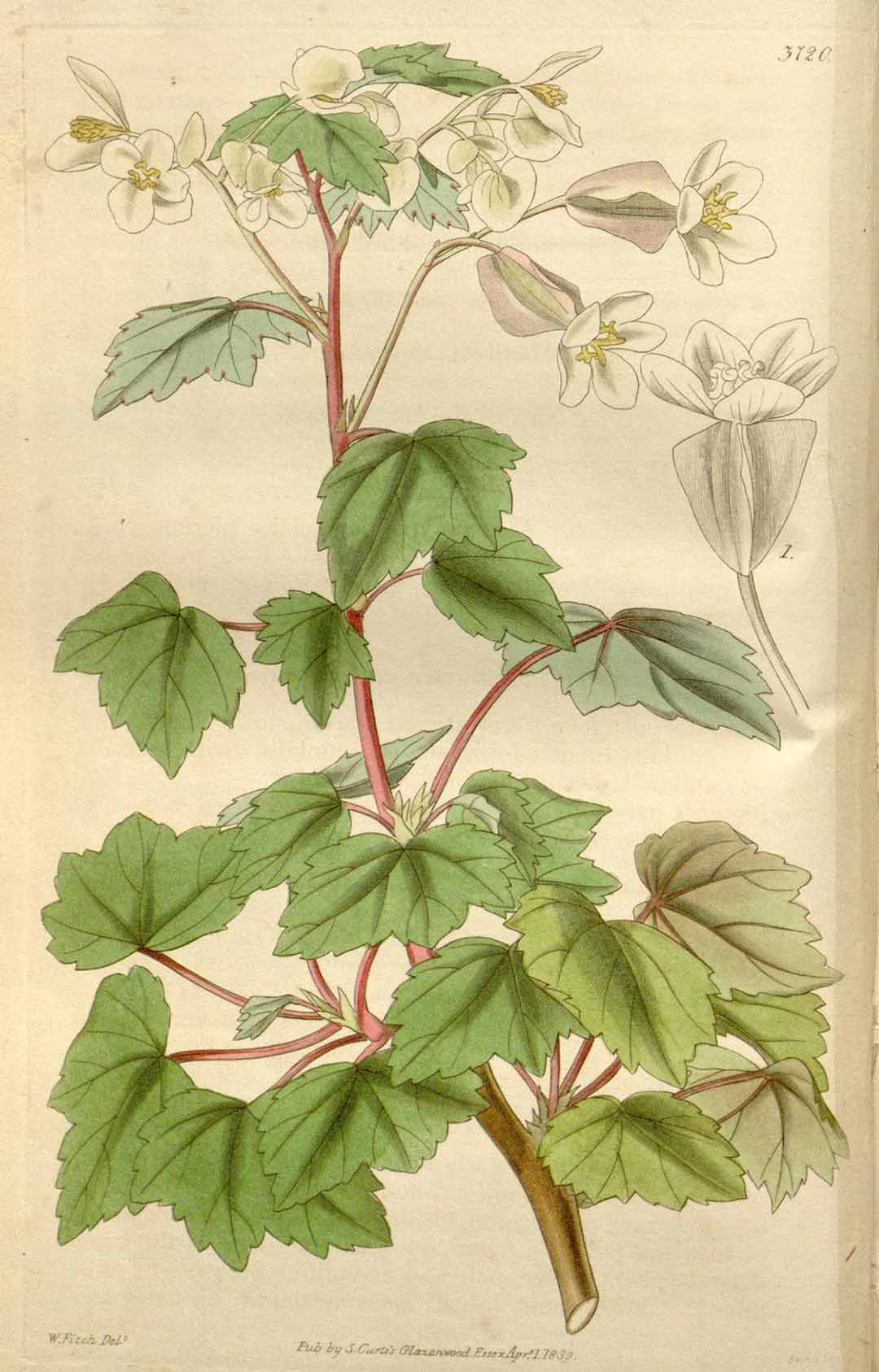 B. parvifolia